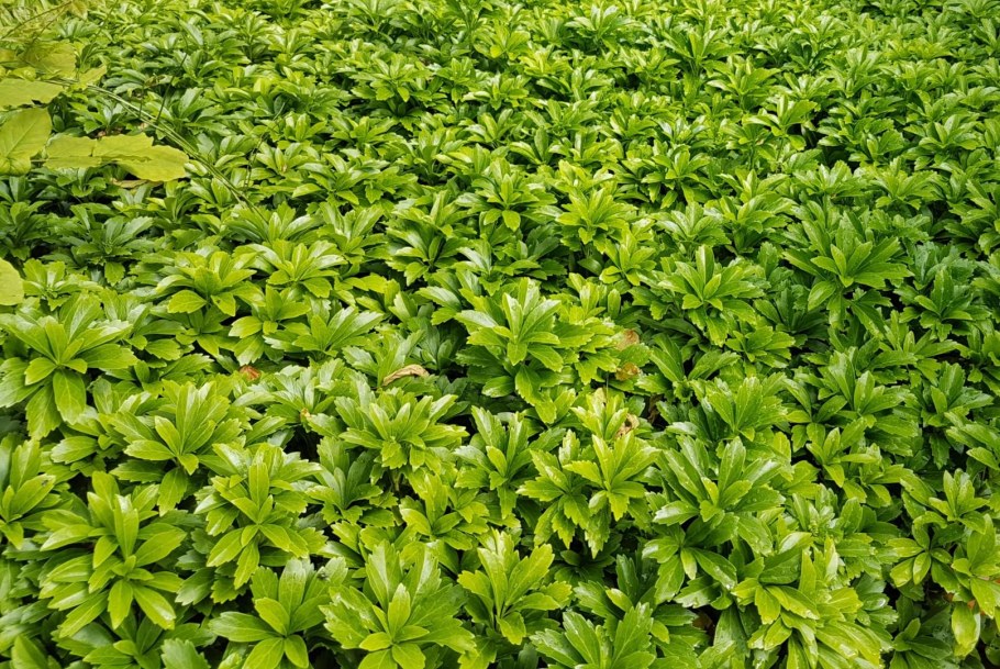 Пахизандра Грин карпет