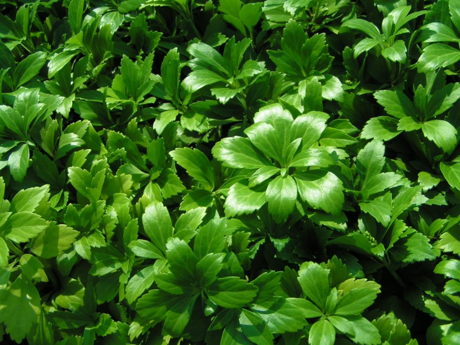 Пахизандра Грин карпет