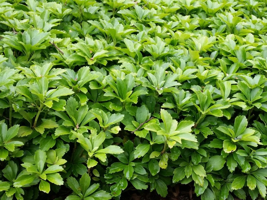 Пахизандра верхушечная Грин карпет