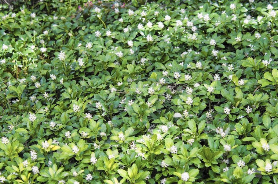 Pachysandra terminalis