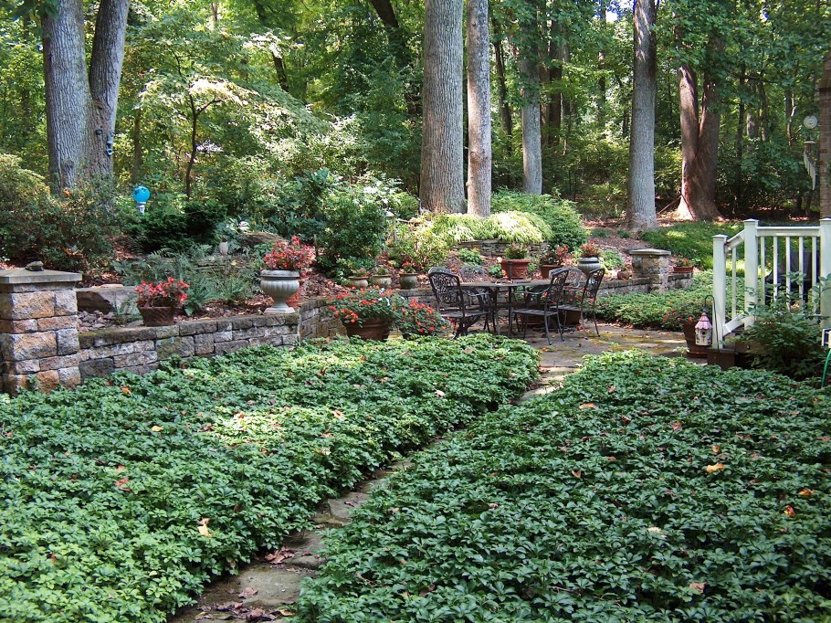 Пахизандра Грин карпет