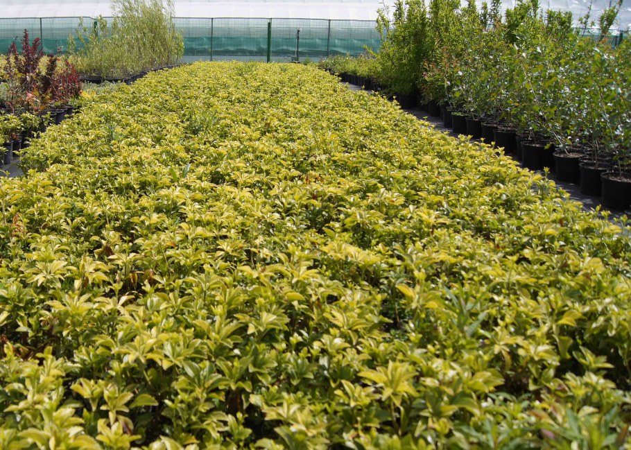 Молочай пахизандра верхушечная