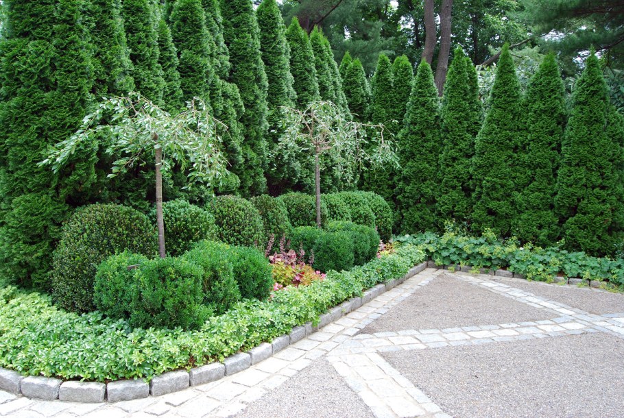 Пахизандра с туями