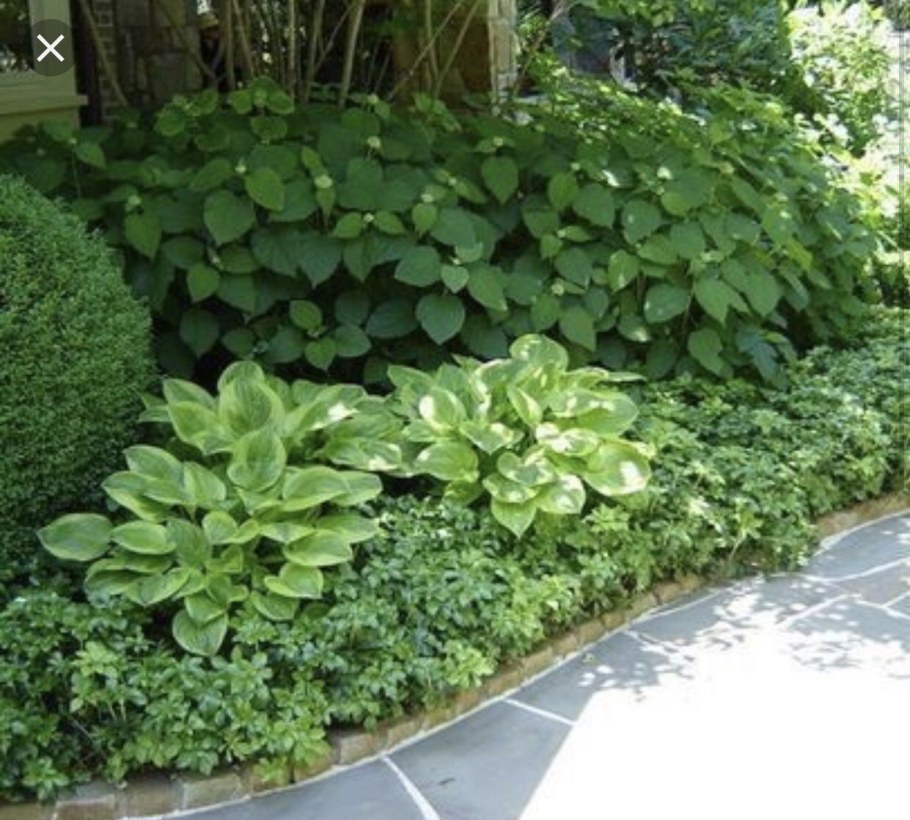 Гортензия и пахизандра