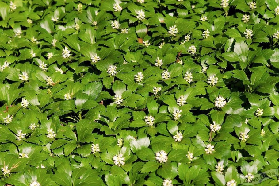 Пахизандра верхушечная Green Carpet