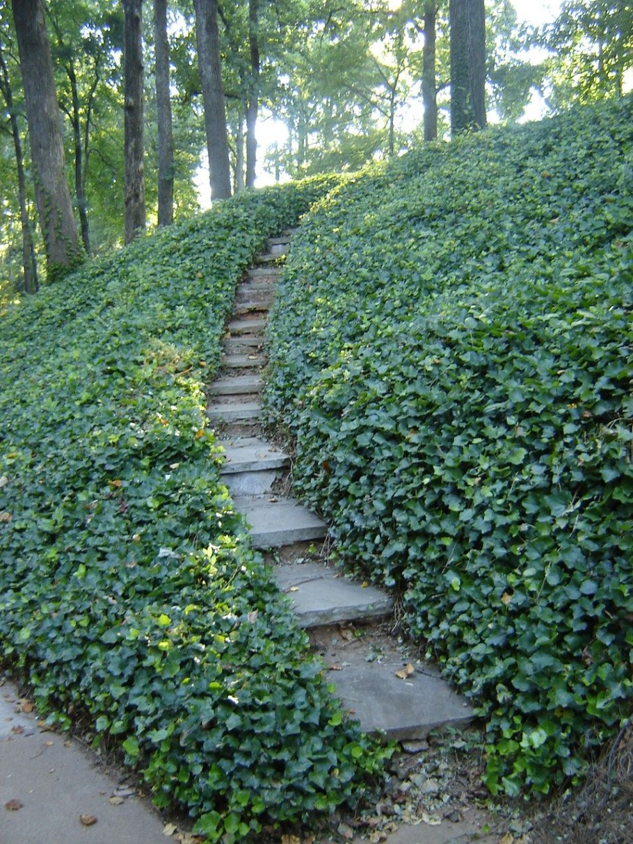 Пахизандра верхушечная Green Carpet