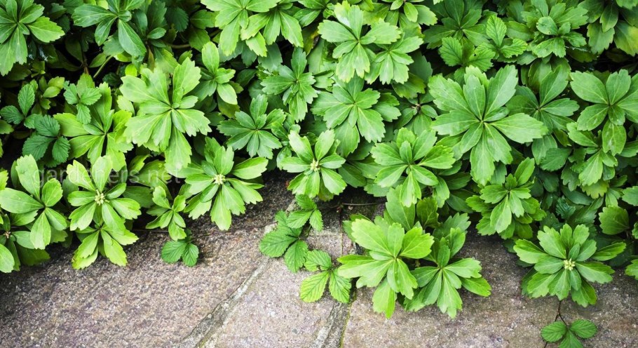 Пахизандра почвопокровные многолетники