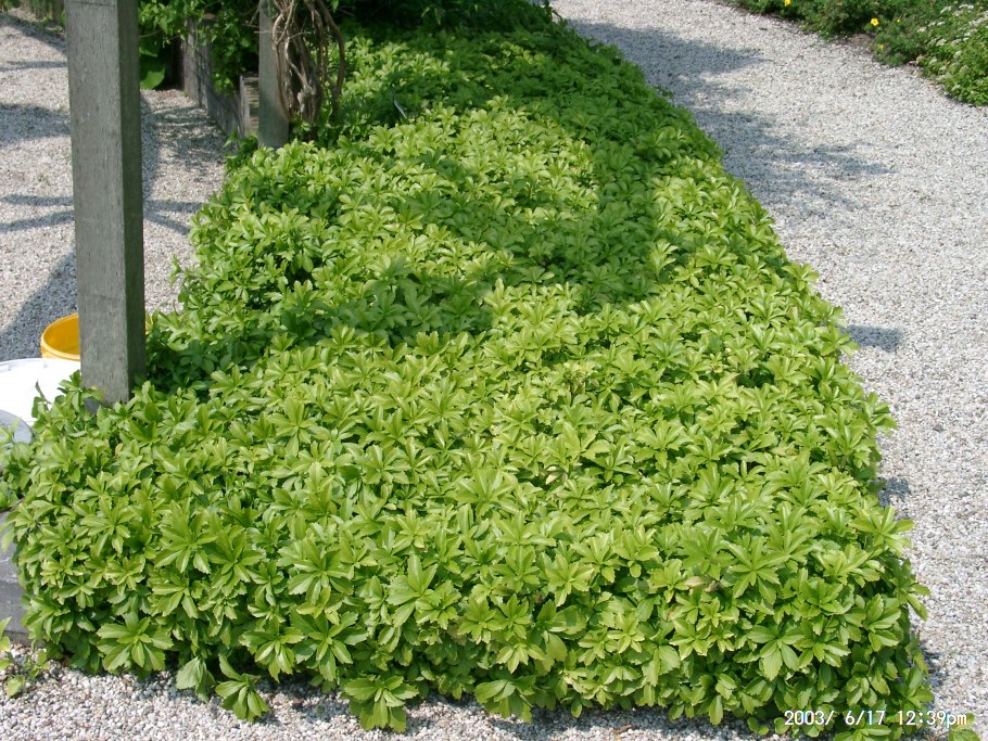 Пахизандра верхушечная Грин карпет