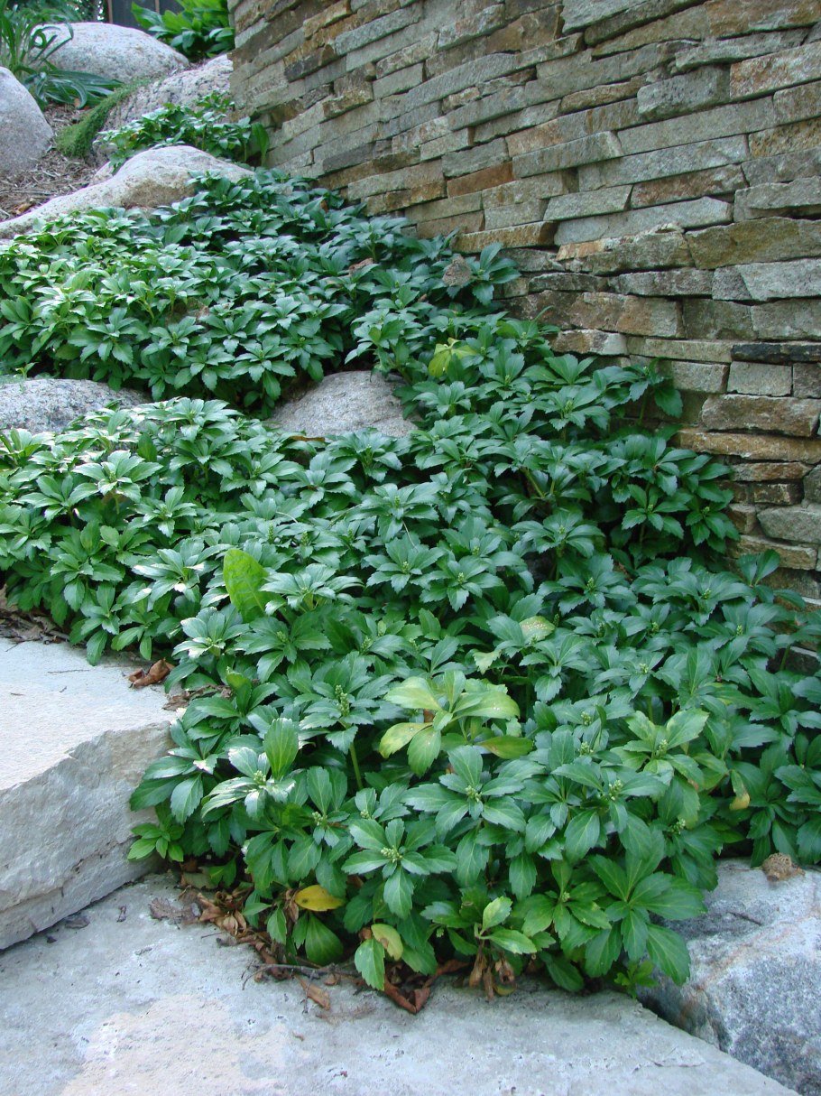 Пахизандра почвопокровная