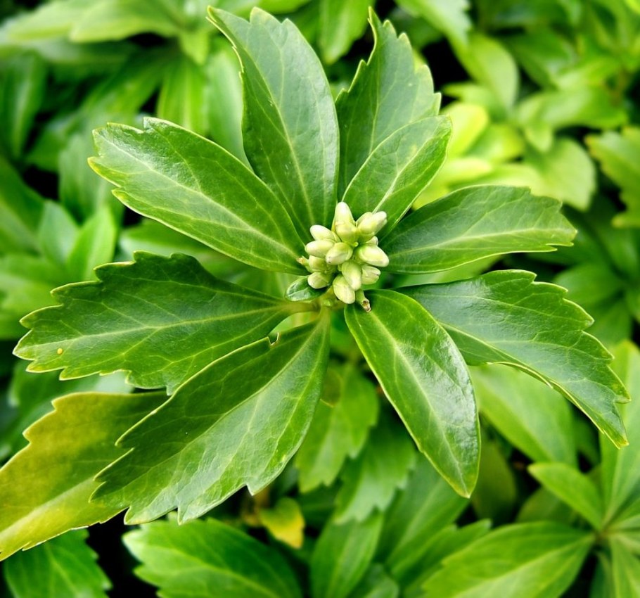 Пахизандра ПАЗУШНАЯ