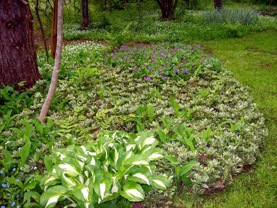 Пахизандра ползучая