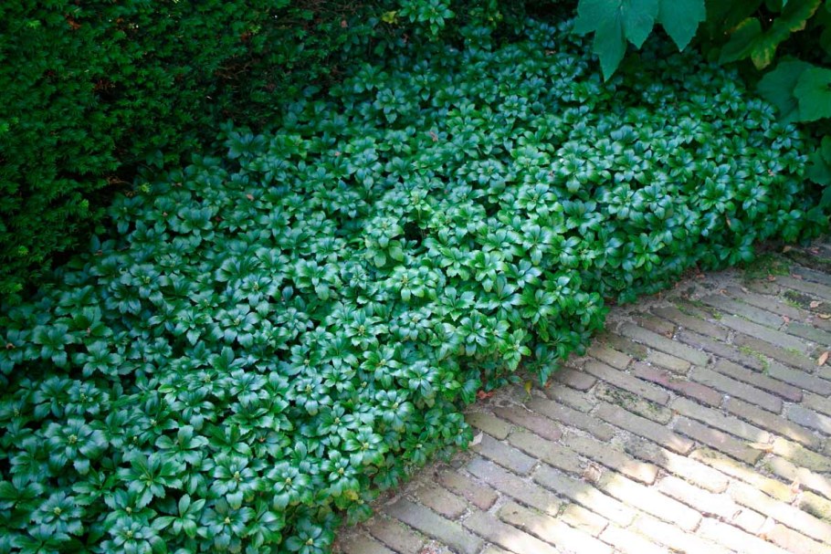Пахизандра верхушечная (Pachysandra terminalis)