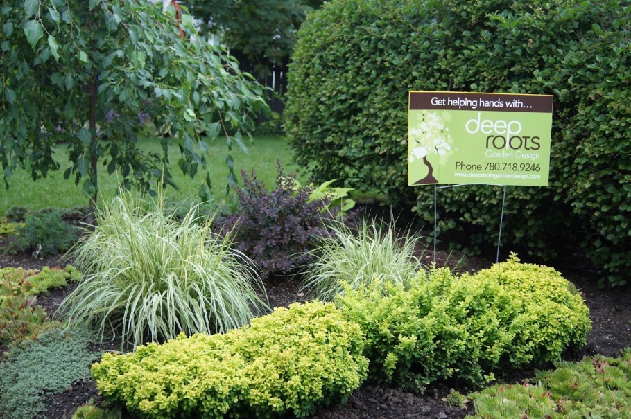 Спирея Голден карпет