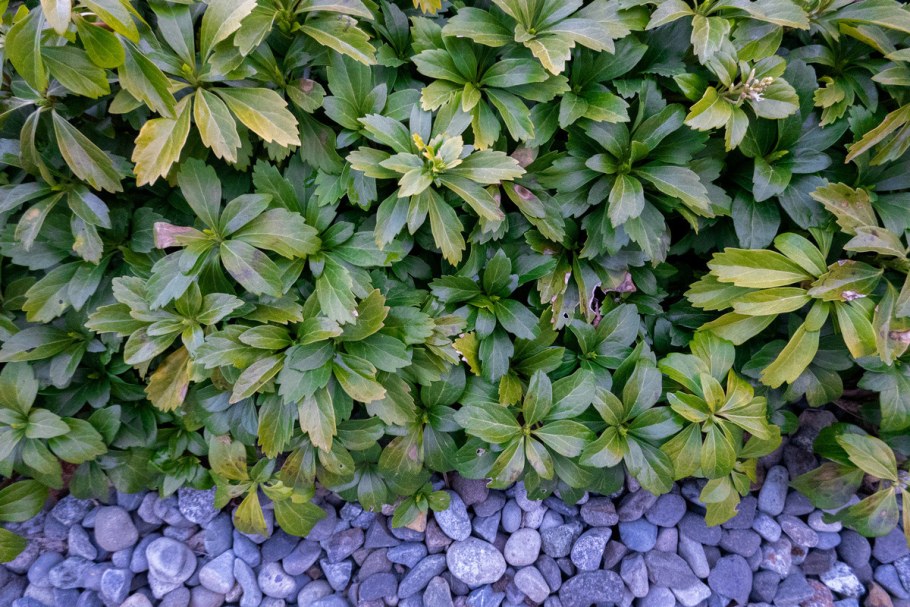 Пахизандра многолетник