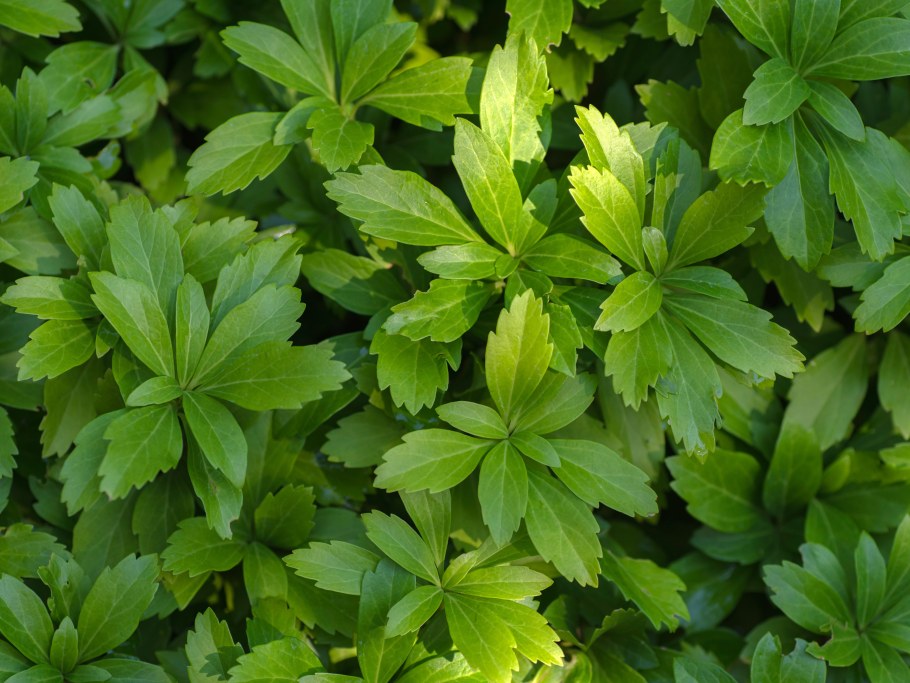 Pachysandra terminalis