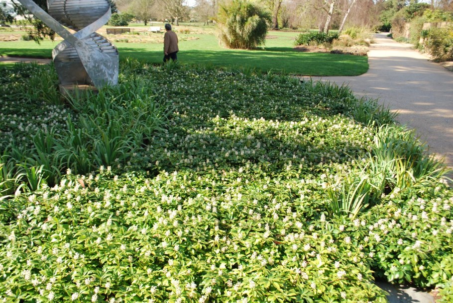 Пахизандра верхушечная Вариегата