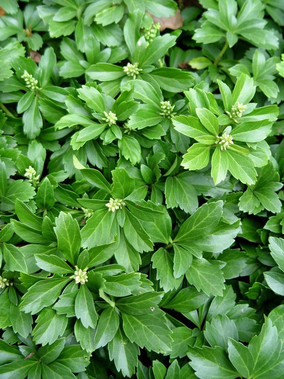 Пахизандра верхушечная