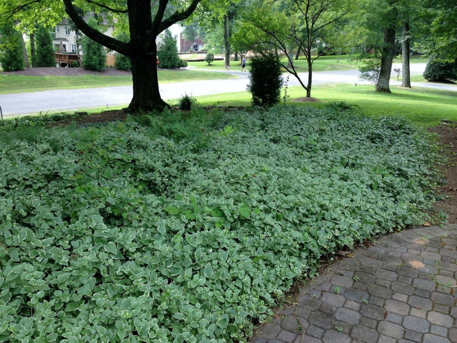 Пахизандра верхушечная Грин карпет