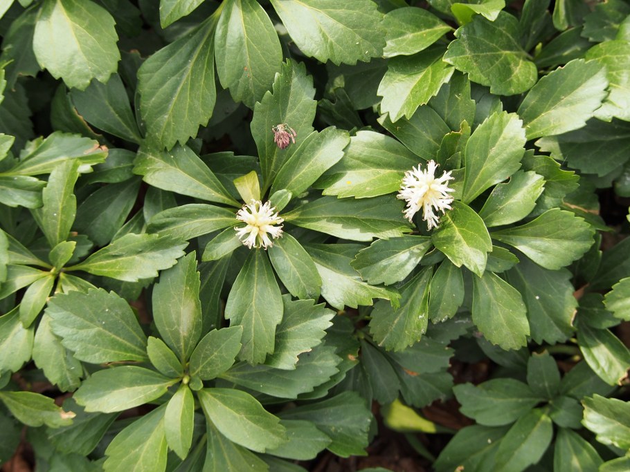 Пахизандра Грин карпет