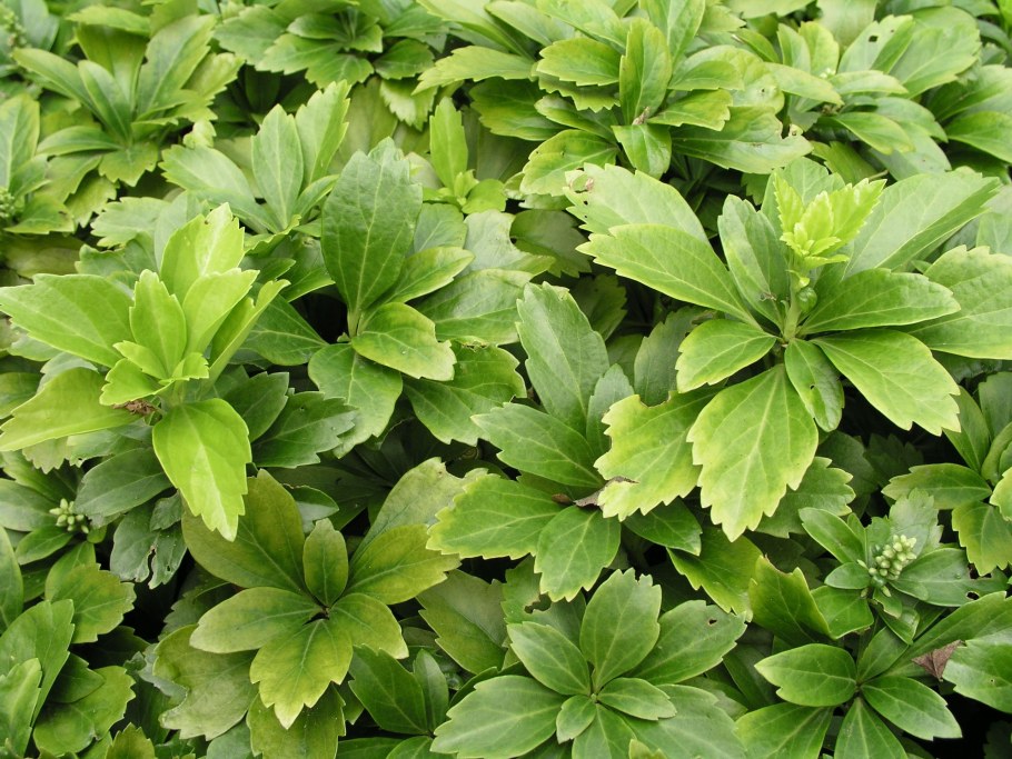 Пахизандра Вариегата