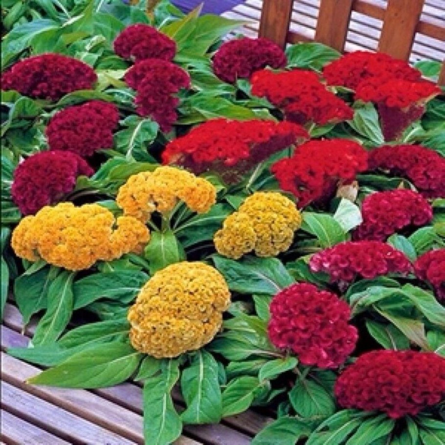 Целозия гребенчатая Амор перпл