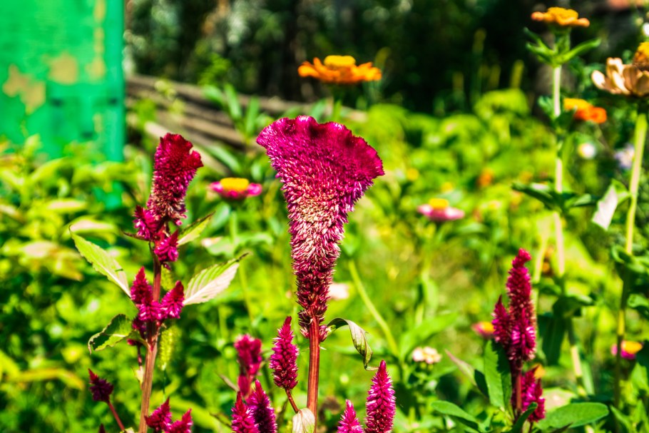 Целозия колосистая Фламинго