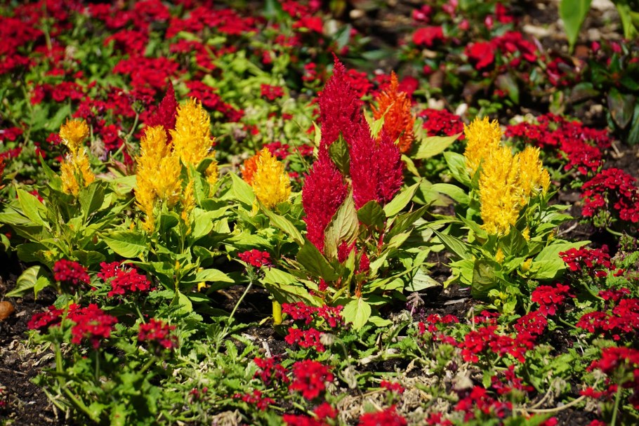 Целозия перистая Малютка