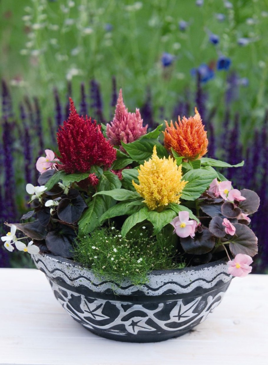 Целозия перистая Глориас микс