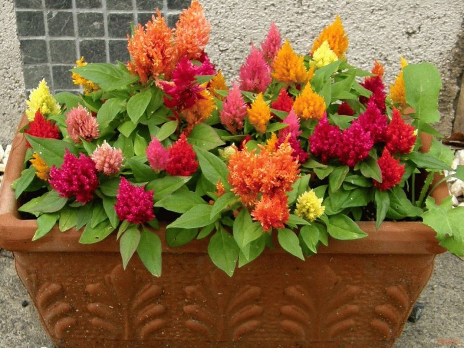 Целозия метельчатая гребенчатая