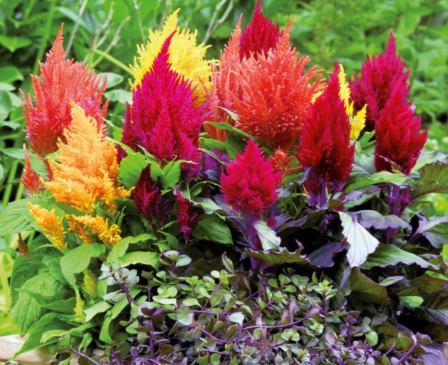 Целозия перистая Павлин