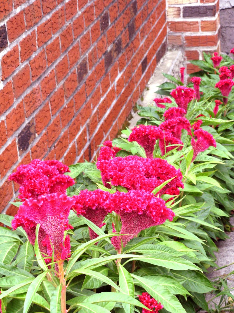 Целозия Империалис