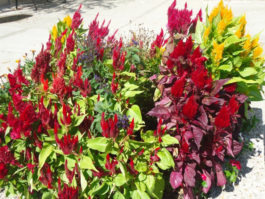 Амарант Молтен Файер