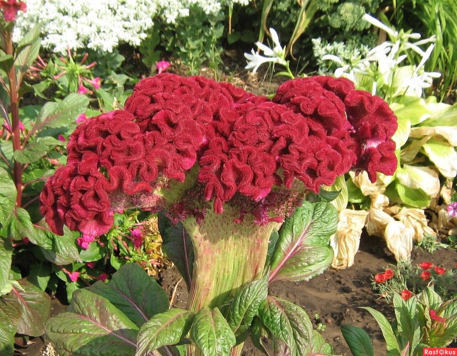 Целозия гребенчатая Курум