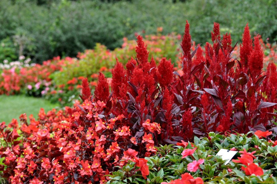 Амарант дредлокс