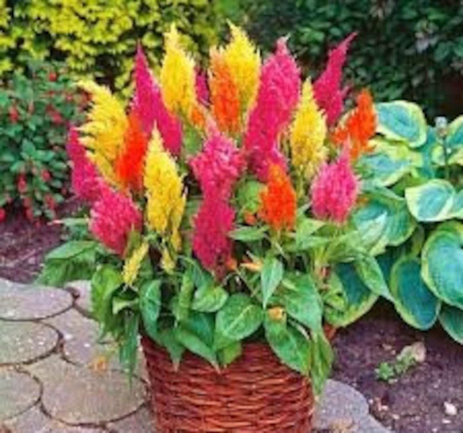 Целозия перистая Малютка