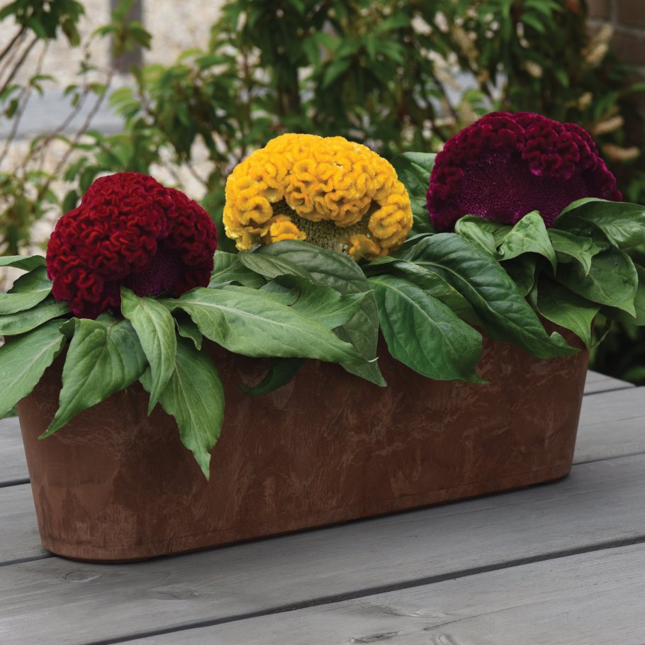 Цветы целозия гребенчатая