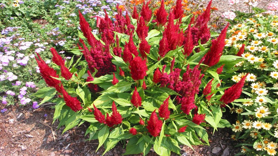 Целозия перистая Глориас