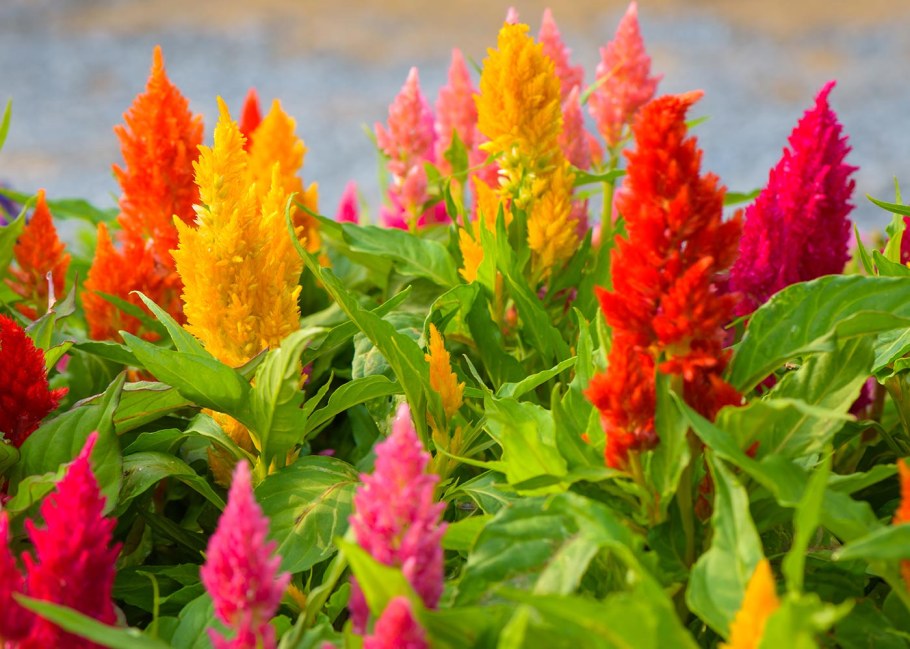 Целозия перистая (метельчатая)