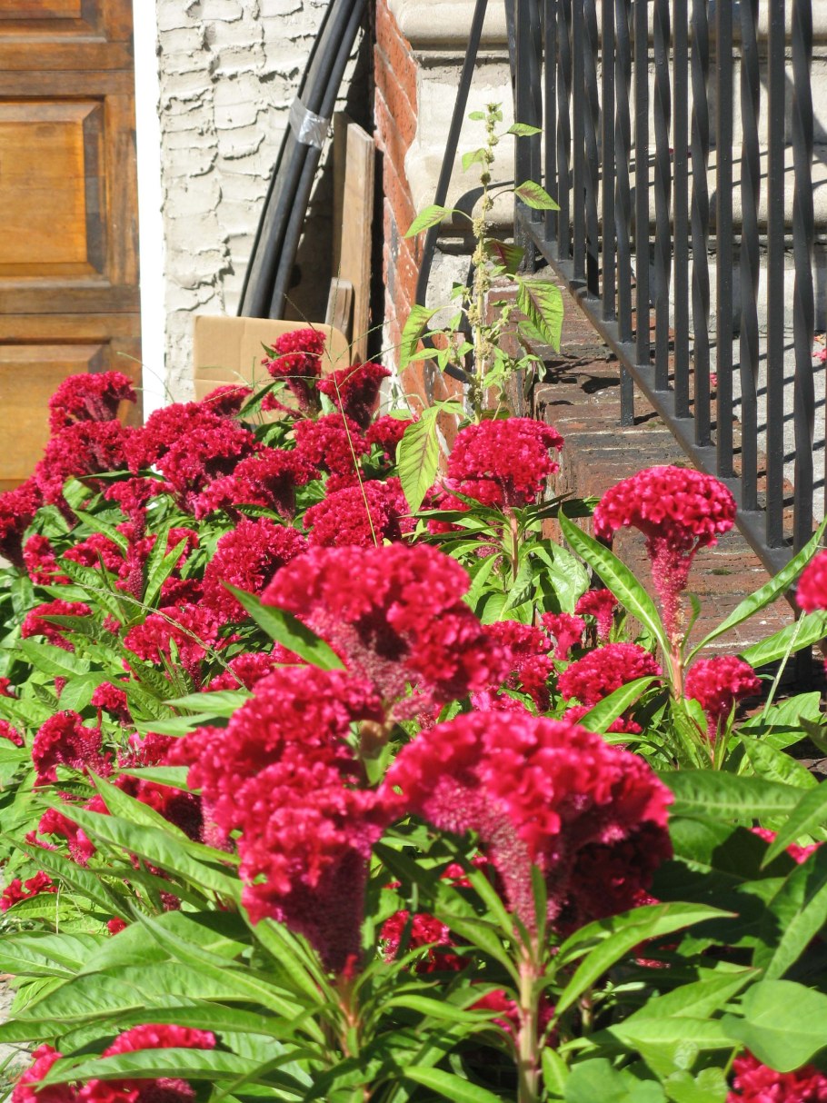 Целозия гребенчатая на клумбе