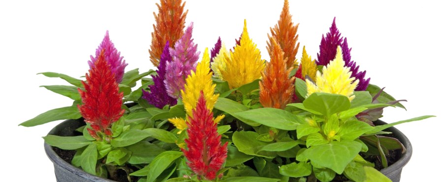 Целозия перистая