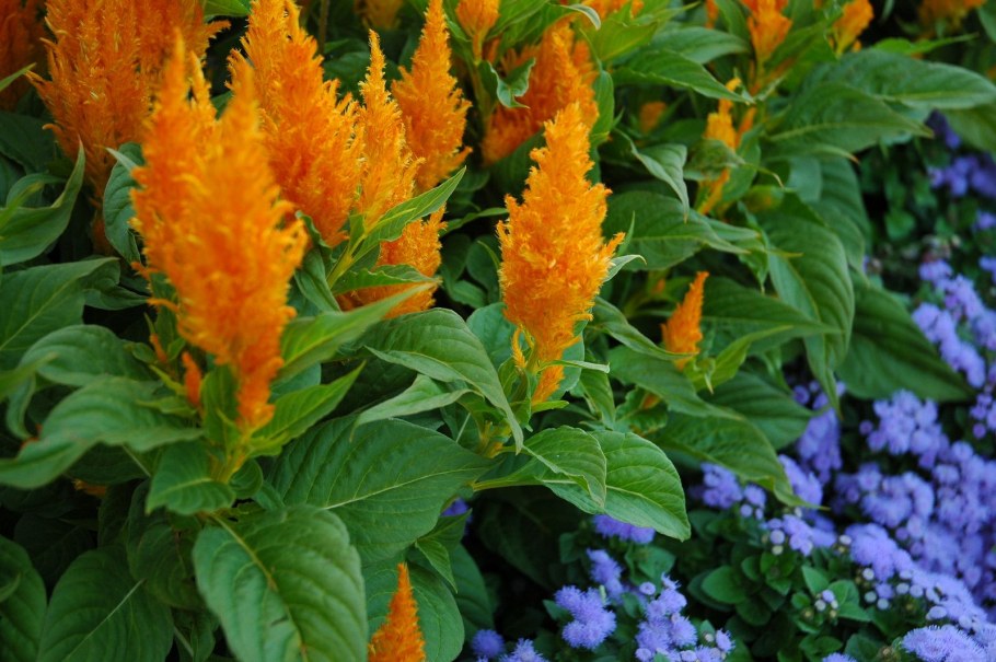 Целозия Брайт Спаркс