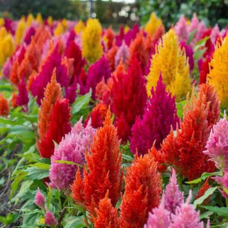 Целозия перистая кимоно