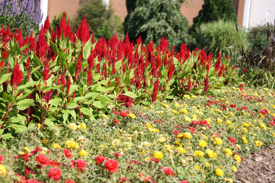 Целозия на клумбе