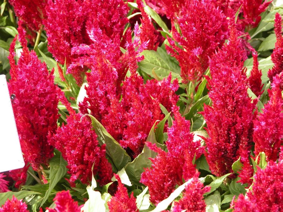 Целозия Плюмоза