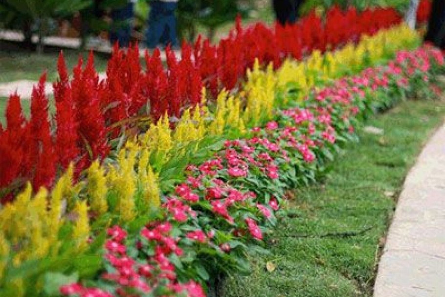 Рабатка Тунберга