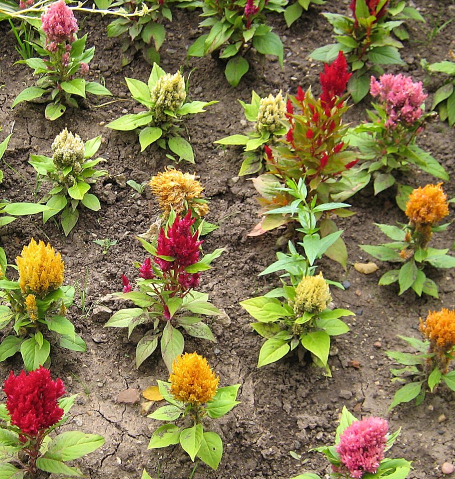 Целозия серебристая гребенчатая