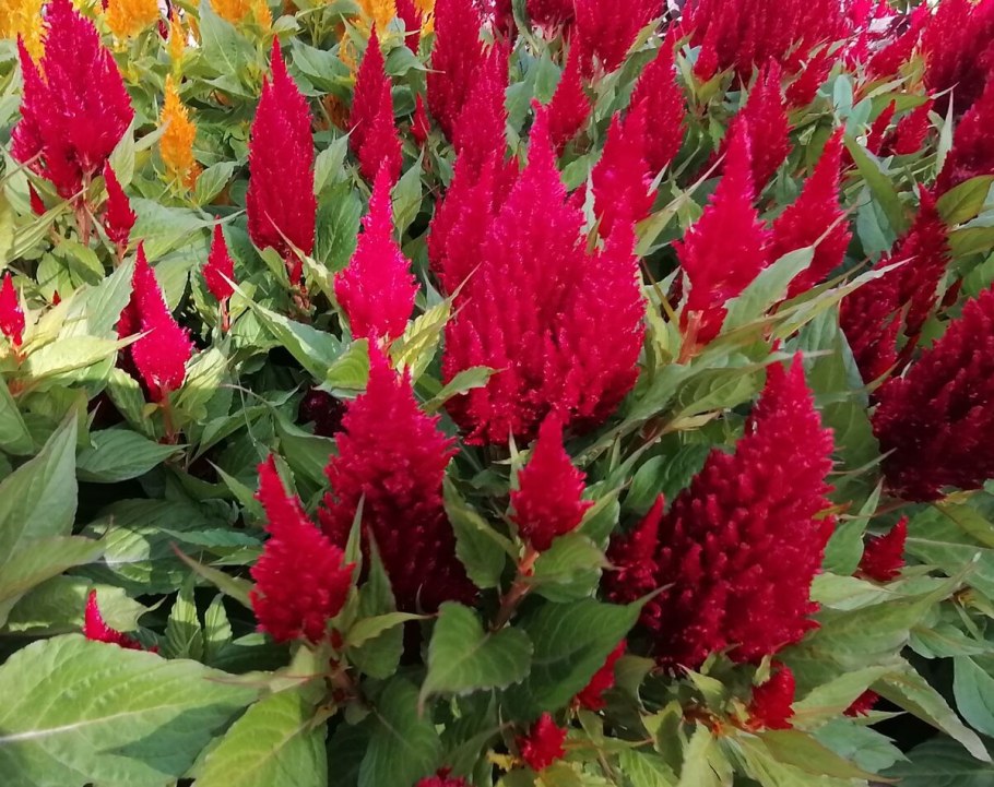 Целозия Рэд