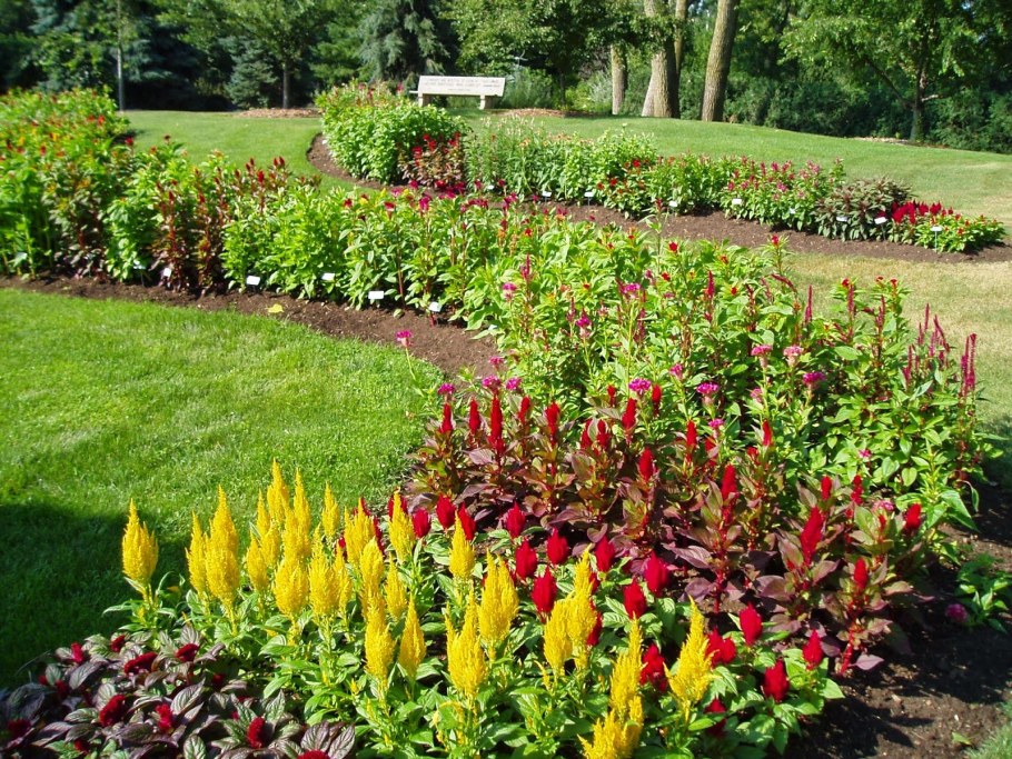 Амарант на клумбе