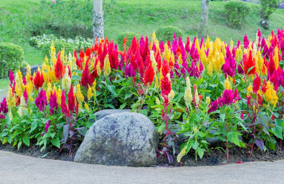 Целозия метельчатая гребенчатая