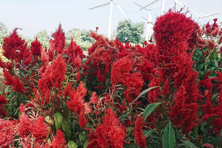 Целозия вишнёвый коралл